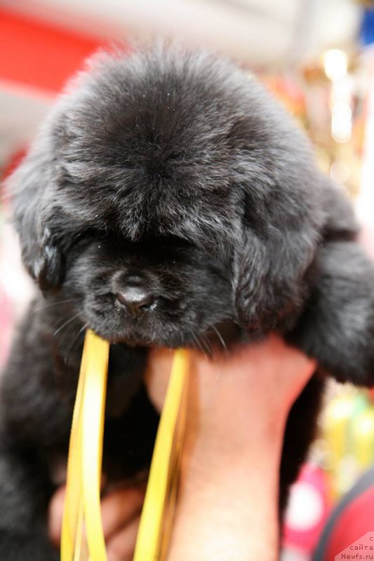 Фото: ньюфаундленд I'm Only For You Moon Bear