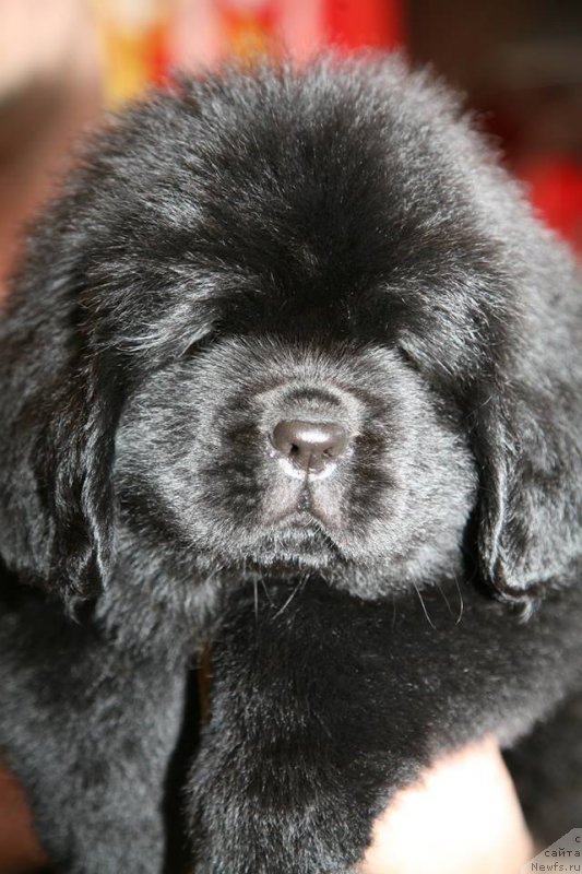 Фото: ньюфаундленд I'm Only For You Moon Bear