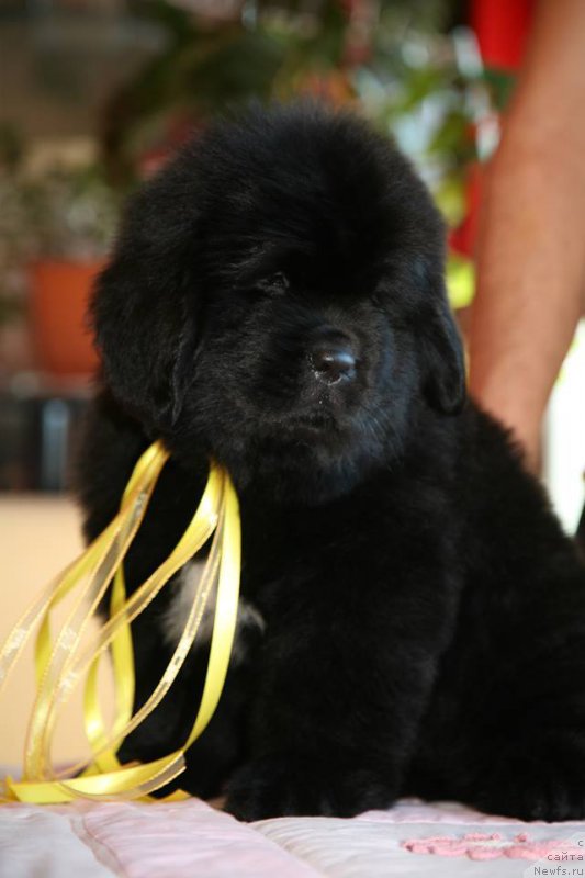 Фото: ньюфаундленд I'm Only For You Moon Bear