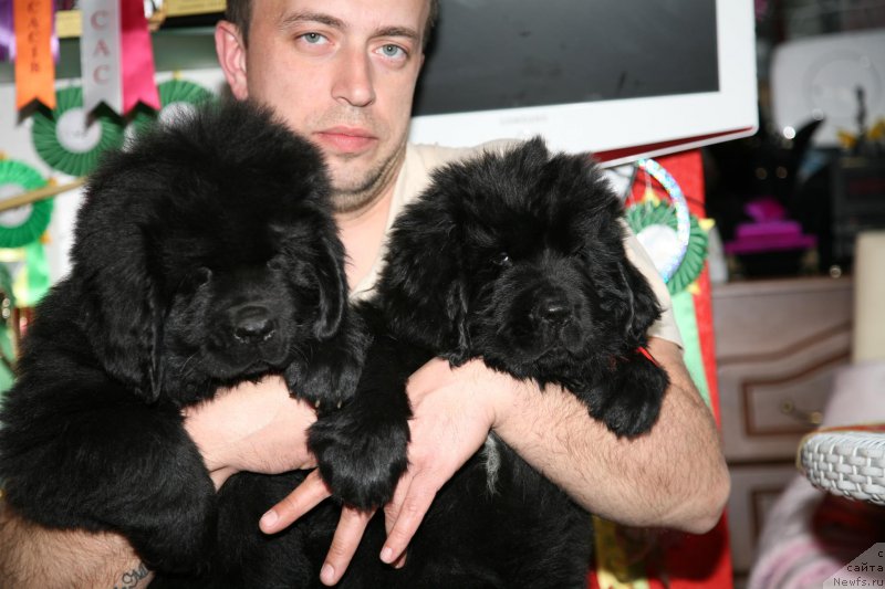 Фото: ньюфаундленд I'm Tango Style Moon Bear, ньюфаундленд I'm The King Moon Bear