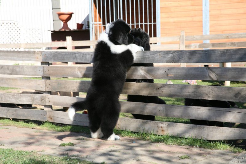 Фото: ньюфаундленд I love You Moon Bear