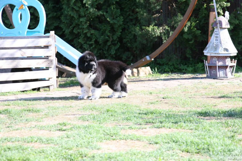 Фото: ньюфаундленд I love You Moon Bear