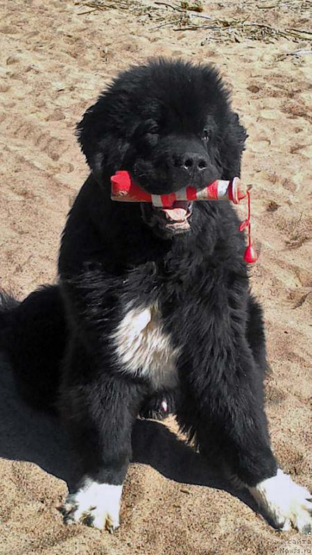 Фото: ньюфаундленд Питерньюф Омниа Винсет Амор (Piternyuf Omnia Vincet Amor)