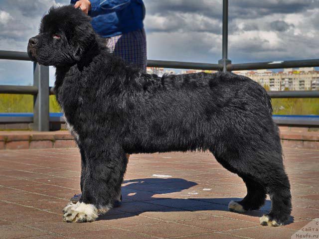 Фото: ньюфаундленд Питерньюф Омниа Винсет Амор (Piternyuf Omnia Vincet Amor)