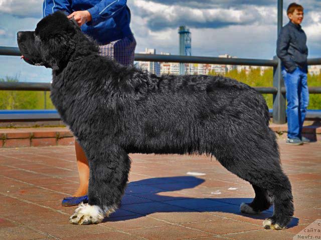 Фото: ньюфаундленд Питерньюф Омниа Винсет Амор (Piternyuf Omnia Vincet Amor)