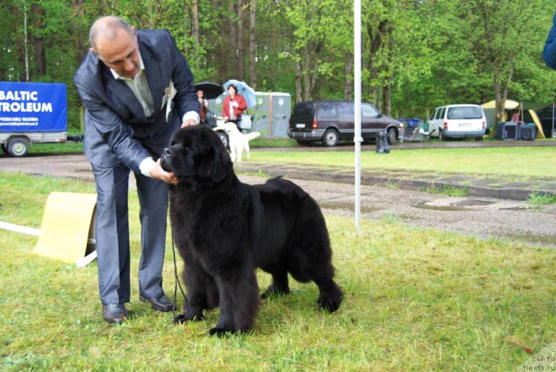 Фото: ньюфаундленд Чудо Чойс Звездного Дара с Берега Дона (Chudo Choice Zvezdnyj Dar s Berega Dona)