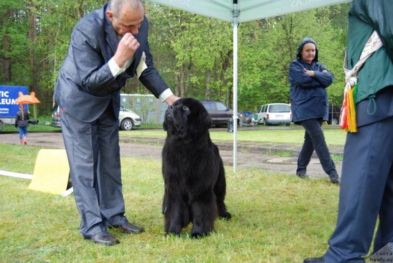 Фото: ньюфаундленд Чудо Чойс Звездного Дара с Берега Дона (Chudo Choice Zvezdnyj Dar s Berega Dona)
