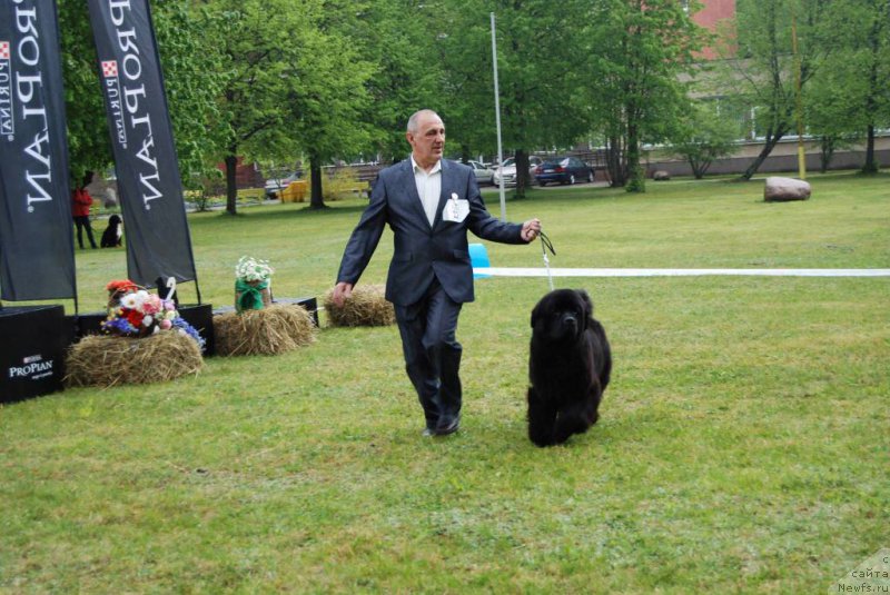 Фото: ньюфаундленд Чудо Чойс Звездного Дара с Берега Дона (Chudo Choice Zvezdnyj Dar s Berega Dona)