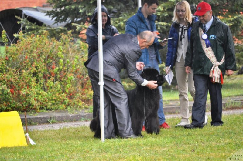 Фото: ньюфаундленд Чудо Чойс Звездного Дара с Берега Дона (Chudo Choice Zvezdnyj Dar s Berega Dona)