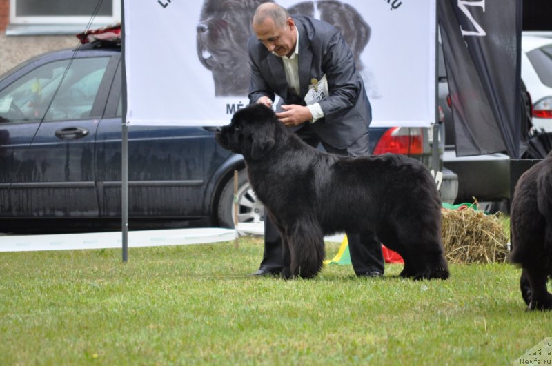 Фото: ньюфаундленд Чудо Чойс Звездного Дара с Берега Дона (Chudo Choice Zvezdnyj Dar s Berega Dona)