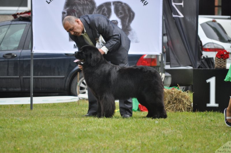 Фото: ньюфаундленд Чудо Чойс Звездного Дара с Берега Дона (Chudo Choice Zvezdnyj Dar s Berega Dona)