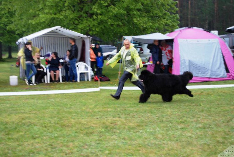 Фото: ньюфаундленд Звездный Дар Агасси (Zvezdnij Dar Agassi)
