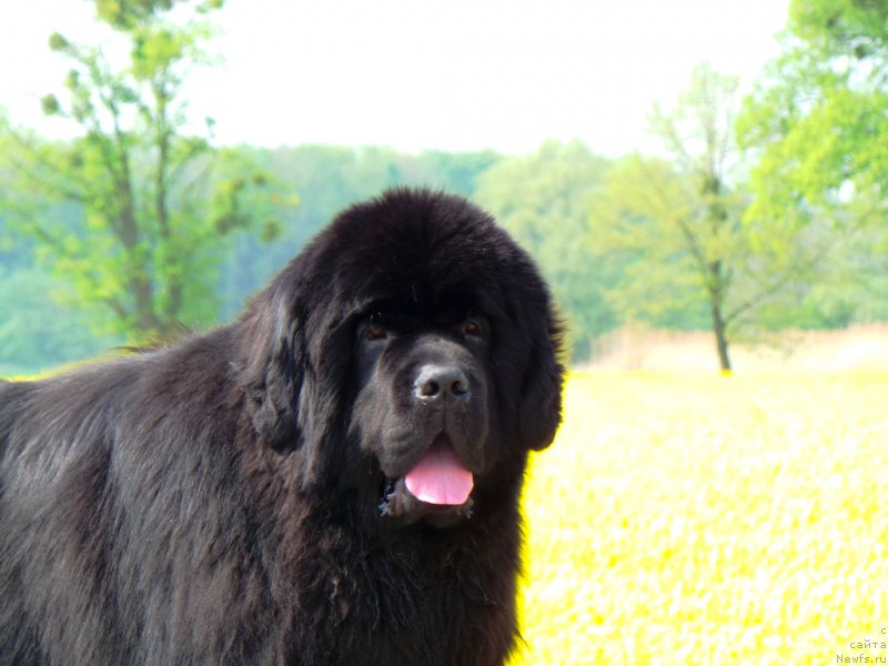 Фото: ньюфаундленд Звездный Дар Агасси (Zvezdnij Dar Agassi)