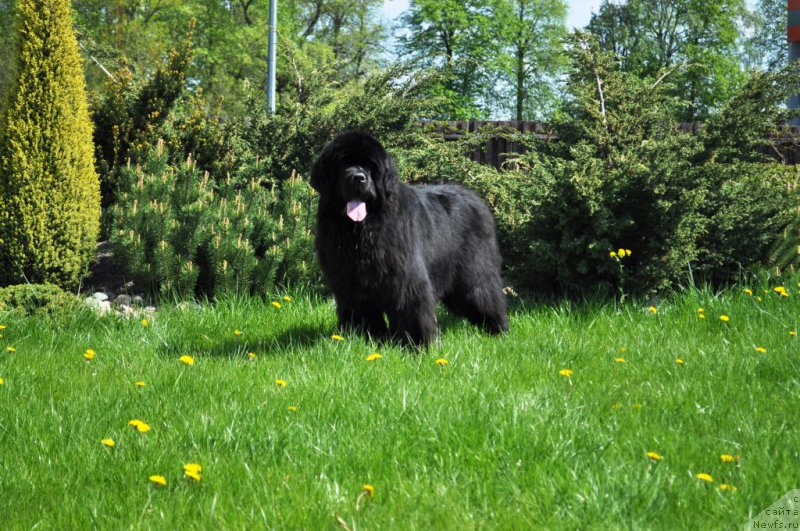 Фото: ньюфаундленд Звездный Дар Агасси (Zvezdnij Dar Agassi)