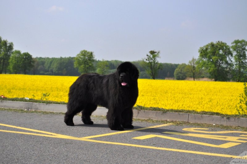 Фото: ньюфаундленд Звездный Дар Агасси (Zvezdnij Dar Agassi)