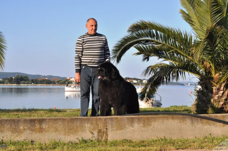 Фото: ньюфаундленд Звездный Дар Агасси (Zvezdnij Dar Agassi)