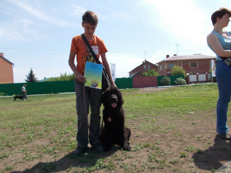 Фото: ньюфаундленд Эхо Москвы с Берега Дона (Eho Moskvy s Berega Dona), и Миша