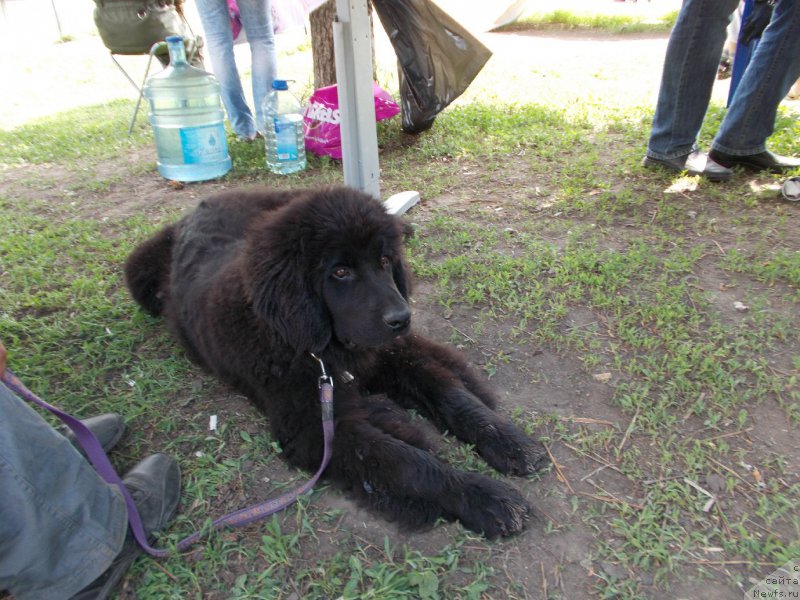 Фотография № 153496