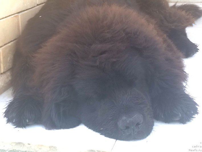 Фотография № 153506