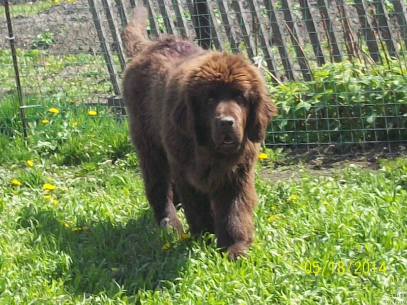 Фото: ньюфаундленд Ньюфорт Ю'Северино