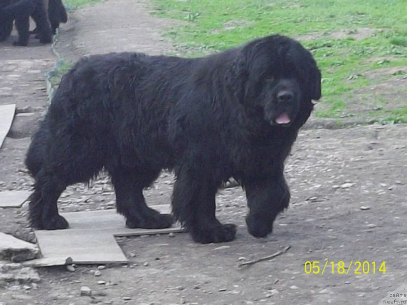 Фото: ньюфаундленд Вито Качо Ферл (Vito Kacho Ferl)