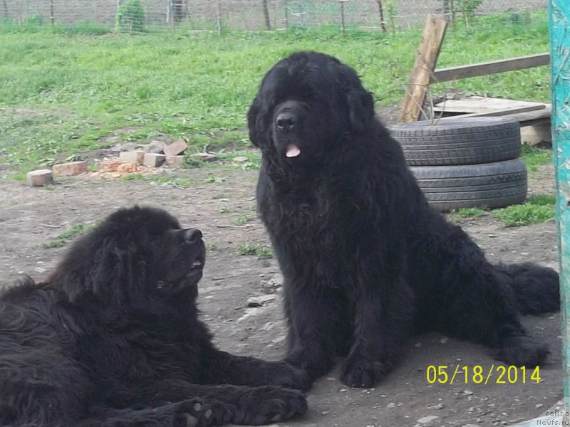 Фото: ньюфаундленд Виски Ред Лейбл Вепс (Viski Red Label Veps), ньюфаундленд Вито Качо Ферл (Vito Kacho Ferl)