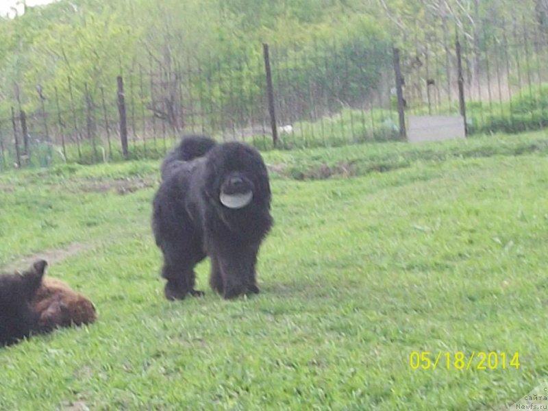 Фото: ньюфаундленд Супер Премиум Линиэль Дайлиррин (Super Premium Liniel Daylirring)