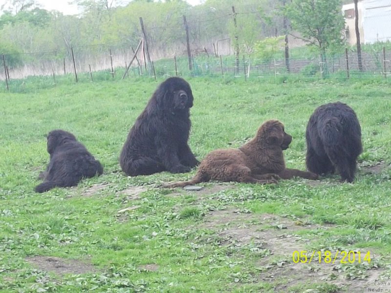 Фото: ньюфаундленд Виски Ред Лейбл Вепс (Viski Red Label Veps), ньюфаундленд Супер Премиум Нао Дел Трато, ньюфаундленд Супер Премиум Немессис, ньюфаундленд Ньюфорт Ю'Северино