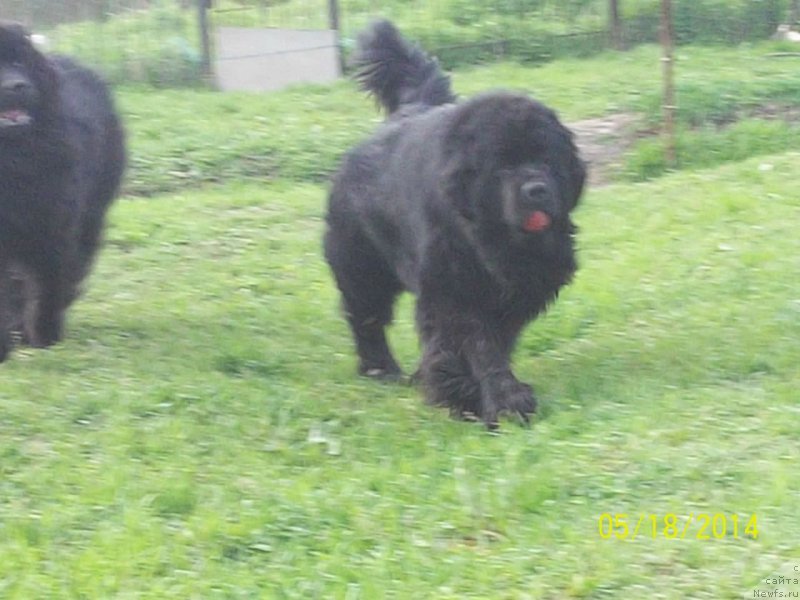 Фото: ньюфаундленд Супер Премиум Линиэль Дайлиррин (Super Premium Liniel Daylirring)