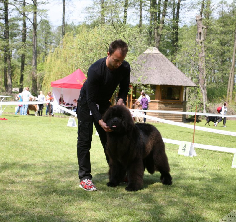 Фото: ньюфаундленд Guliver Moon Bear