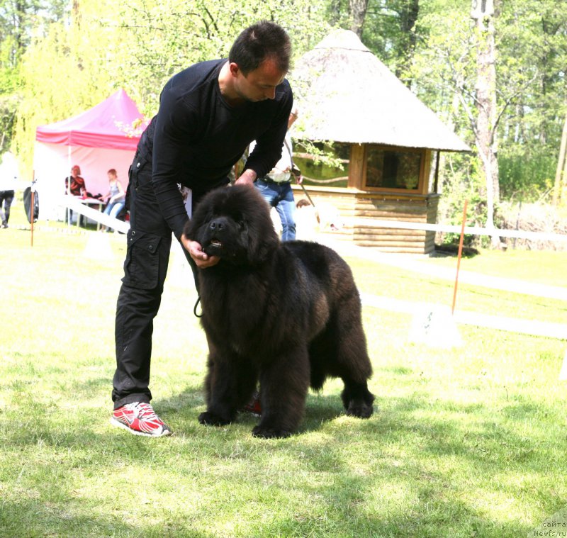 Фото: ньюфаундленд Guliver Moon Bear