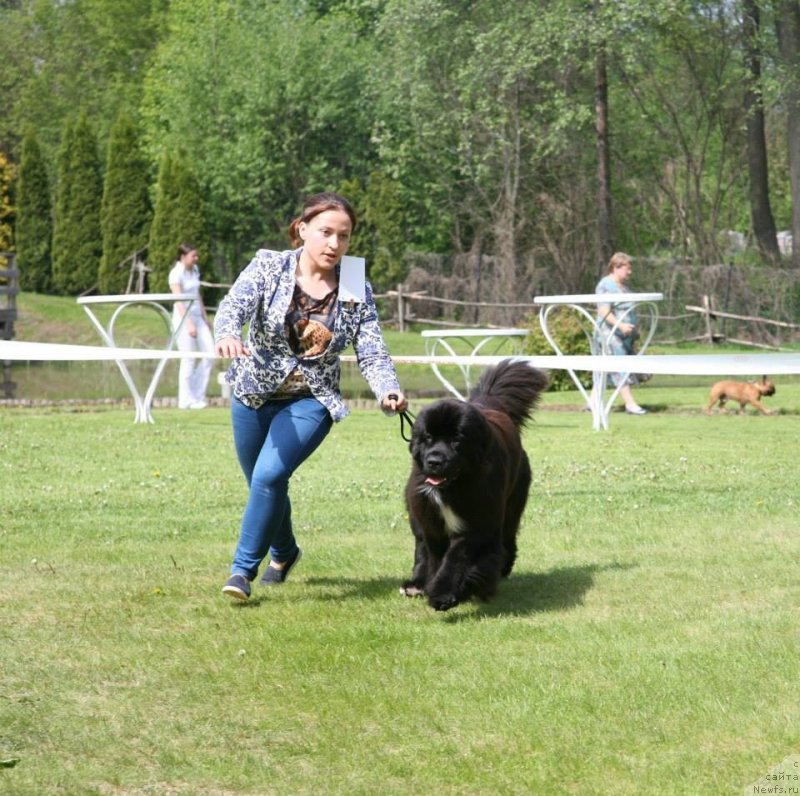 Фото: ньюфаундленд Дак Прайд Верту (Dark Pride Vertu)