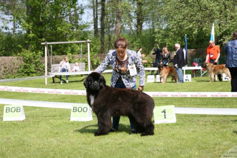 Фото: ньюфаундленд Дак Прайд Верту (Dark Pride Vertu)