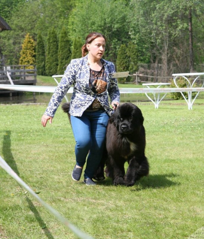 Фото: ньюфаундленд Дак Прайд Верту (Dark Pride Vertu)