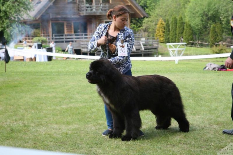 Фото: ньюфаундленд Дак Прайд Верту (Dark Pride Vertu)