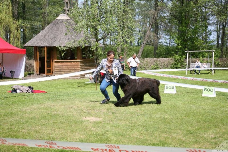 Фото: ньюфаундленд Дак Прайд Верту (Dark Pride Vertu)