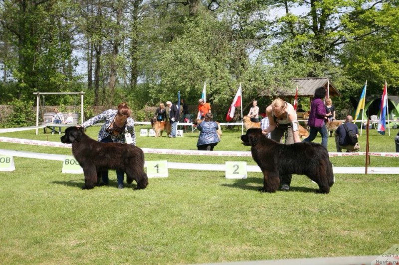 Фото: ньюфаундленд Дак Прайд Верту (Dark Pride Vertu), Zodiac Princess Nuo Ozo Kalvu