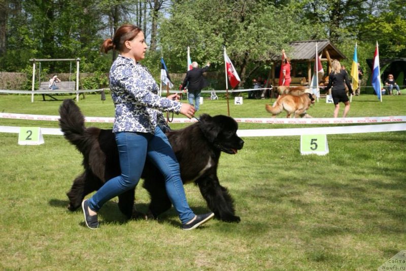 Фото: ньюфаундленд Дак Прайд Верту (Dark Pride Vertu)