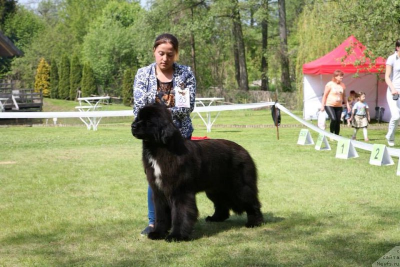 Фото: ньюфаундленд Дак Прайд Верту (Dark Pride Vertu)