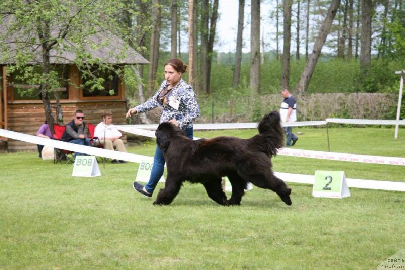 Фото: ньюфаундленд Дак Прайд Верту (Dark Pride Vertu)