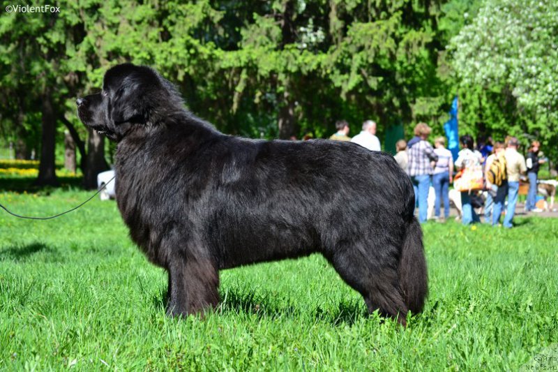 Фото: ньюфаундленд Кипер Соул Лайон Хэерт