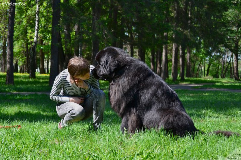 Фото: ньюфаундленд Кипер Соул Лайон Хэерт, Ольга Иванова