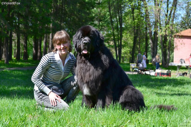 Фото: ньюфаундленд Кипер Соул Лайон Хэерт, Ольга Иванова