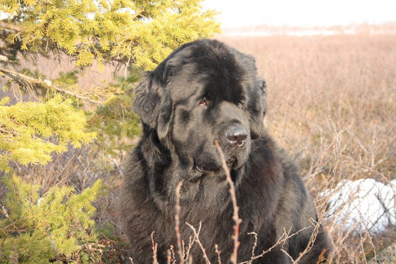 Фото: ньюфаундленд Янтарная Мечта