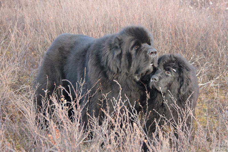 Фото: ньюфаундленд Бегущая по Волнам Зеро Коол, ньюфаундленд Ариель Принцесс оф зе Сии