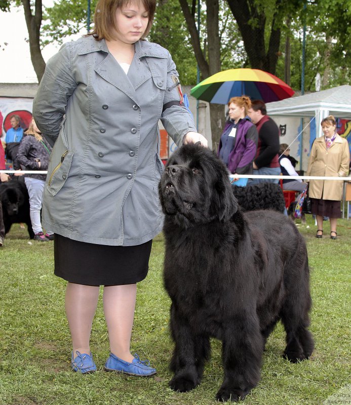 Фото: Мария Шатилова, ньюфаундленд Very Fairweathers Zhade