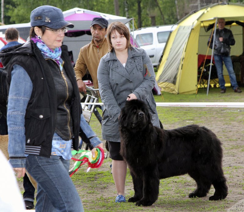 Фото: Мария Шатилова, ньюфаундленд Very Fairweathers Zhade