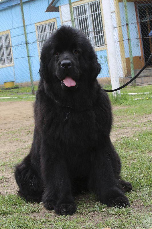 Фото: ньюфаундленд Very Fairweathers Zhade