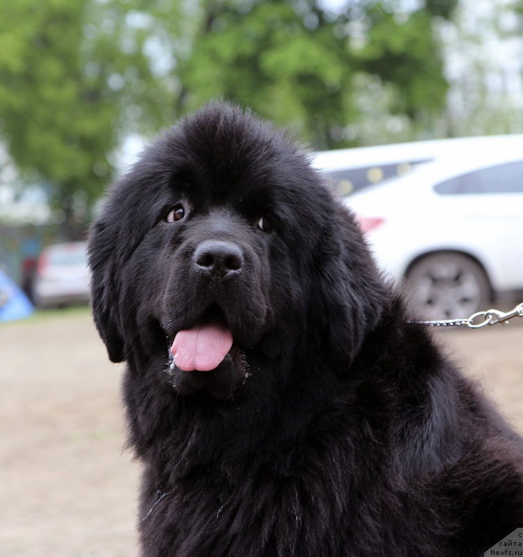 Фото: ньюфаундленд Very Fairweathers Zhade