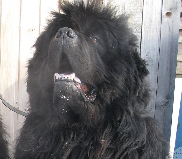 Фотография № 153593